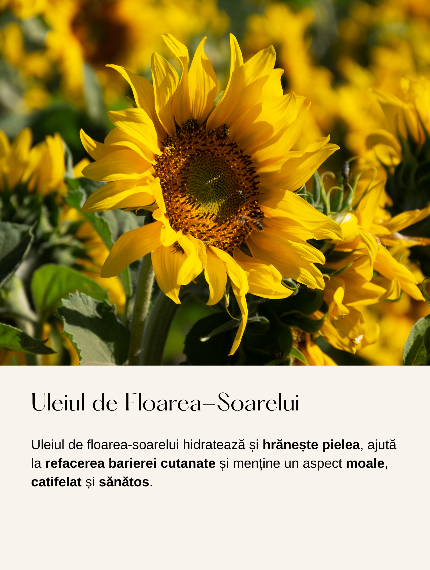 Stick cu Protecție Solară SPF50, fără Colorare