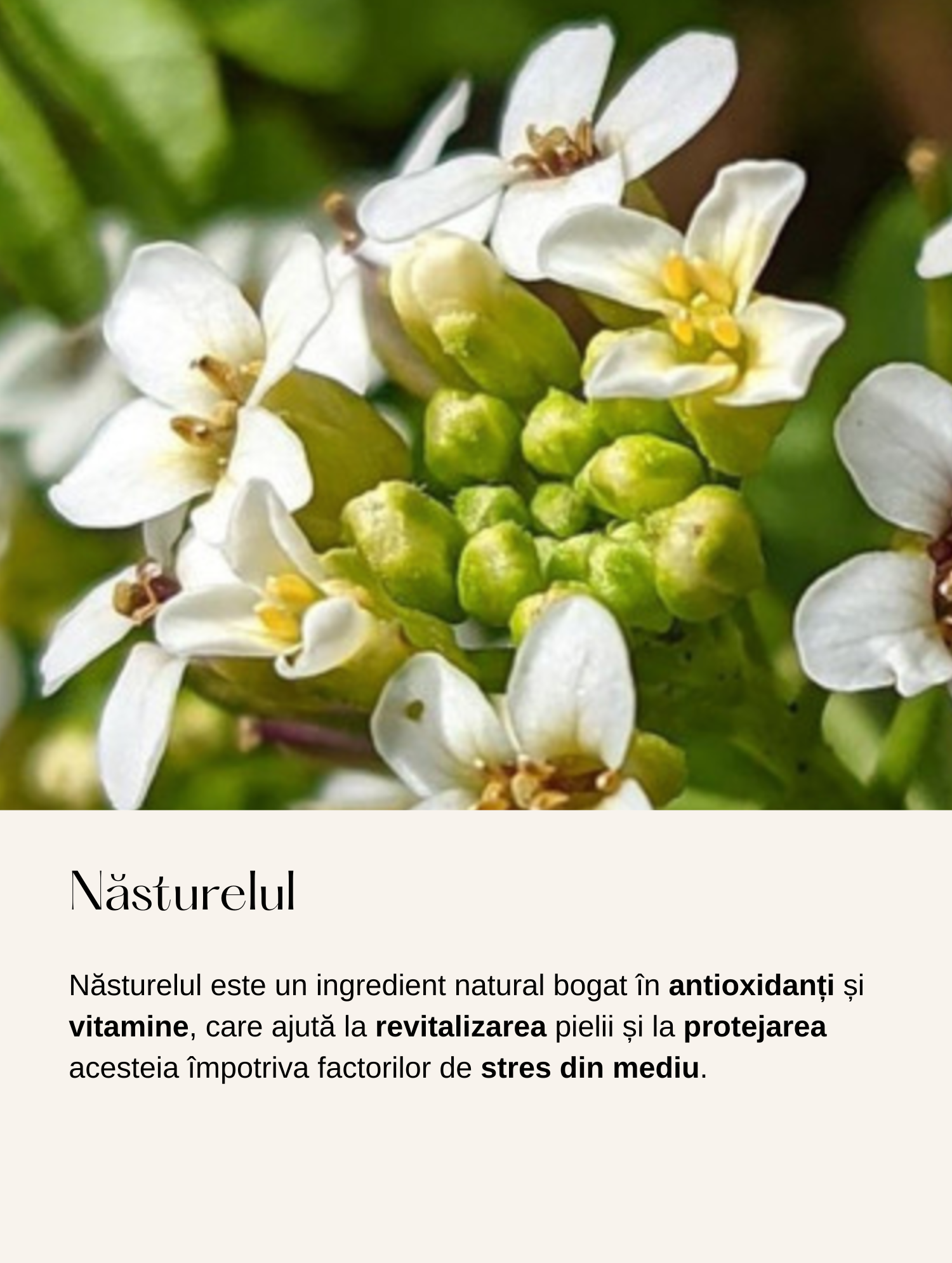 Cremă de Noapte Anti-Îmbătrânire cu Extract de Alge pentru Stimularea Colagenului